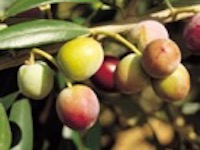 Fresh olives growing on an olive oil tree for olive oil