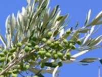 Olive Oil Tree representing quality olive oil